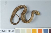 藏品(菊池氏龜殼花)的圖片